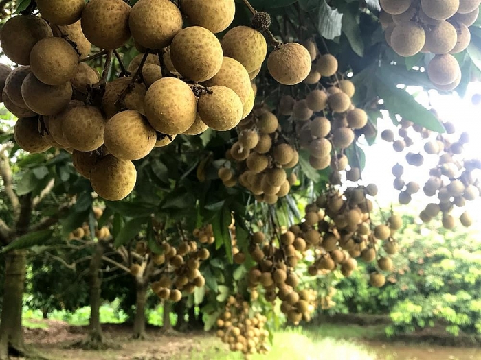 dia danh pho hien nam o tinh nao cua viet nam