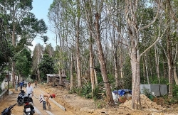 giau bau vat trong rung sau vung dat ngheo gio co nhieu ty phu
