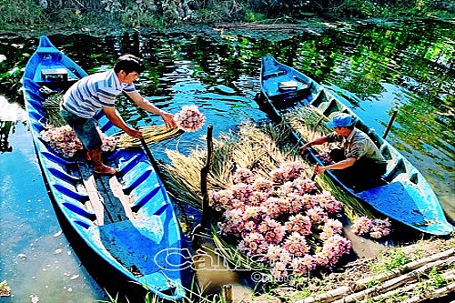 de p la lu ng hoa su ng mu a ha n nong dan u minh co thu nha p kha