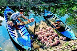 Đẹp lạ lùng hoa súng mùa hạn, nông dân U Minh có thu nhập khá