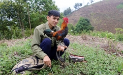 Tuyệt chiêu săn sơn kê xuyên Tây Bắc của thợ săn cực đỉnh