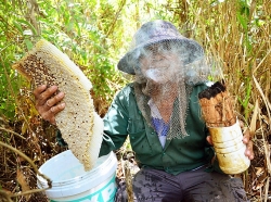 Kiên Giang: Đã mắt, phát thèm trước những tảng mật ong rừng U Minh