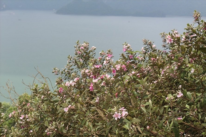 dep me hon dao hoa sim tim giua vinh ha long