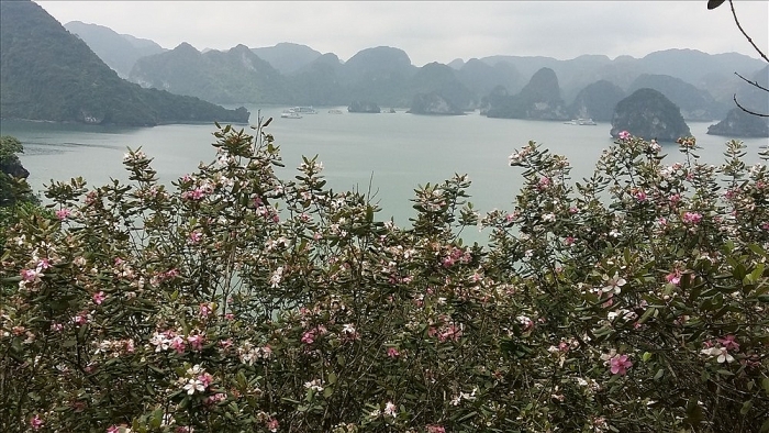 dep me hon dao hoa sim tim giua vinh ha long