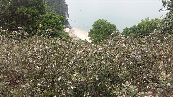 dep me hon dao hoa sim tim giua vinh ha long