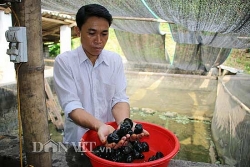 dinh thu vua meo tren dinh cao nguyen trang dac biet co nao