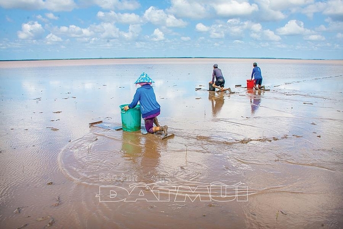 ca mau ve xu bai boi xem dan luot van tom bach tuoc nhu choi