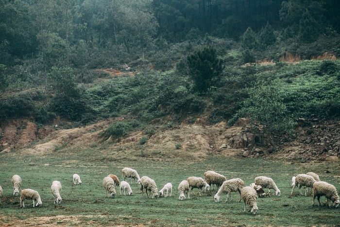 ve xu nghe tham lang sen ngam doi che tam bien cua hoi