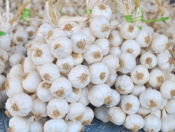 Huyện đảo nào được mệnh danh là “vua của các loài tỏi”?