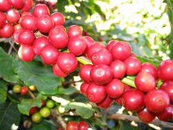 Cà phê là đặc sản của tỉnh nào?