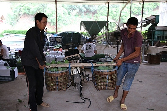 o noi nay dan van vat dat cho an da ga an soi ra thu nhap tot