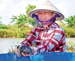 Kiên trì nuôi loài cá bống 