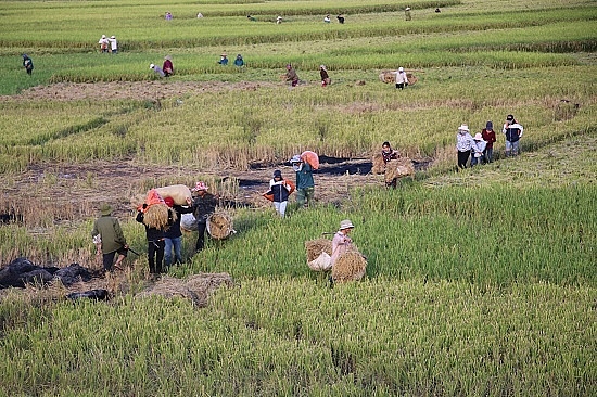 chum anh mua ngoc troi tren tu dai canh dong lon nhat tay bac