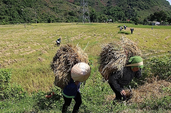 chum anh mua ngoc troi tren tu dai canh dong lon nhat tay bac