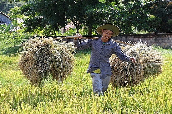 chum anh mua ngoc troi tren tu dai canh dong lon nhat tay bac