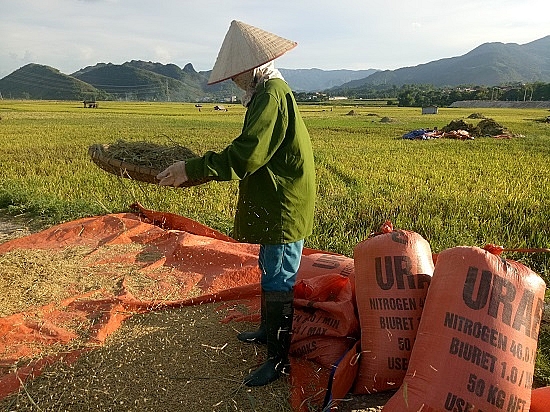 chum anh mua ngoc troi tren tu dai canh dong lon nhat tay bac