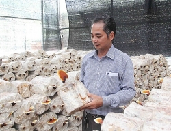 Làm giàu ở nông thôn: Tiền tỷ "mọc ra" từ những cành củi khô