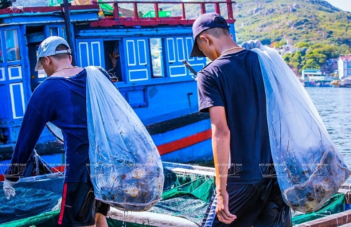 nghe nuoi tom hum thuong pham tren dao binh ba