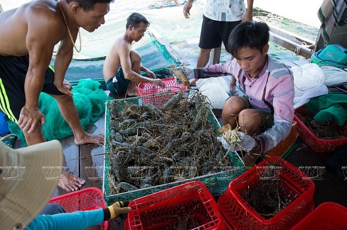 nghe nuoi tom hum thuong pham tren dao binh ba