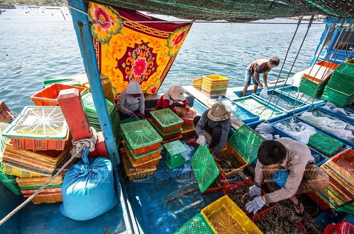 nghe nuoi tom hum thuong pham tren dao binh ba
