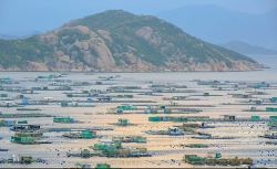 Nghề nuôi tôm hùm thương phẩm trên đảo Bình Ba