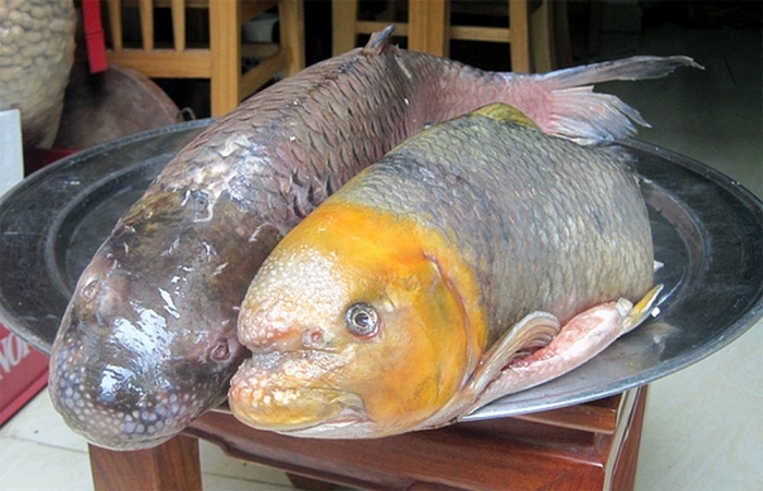 phu tho co nhung dac san gi nuc tieng