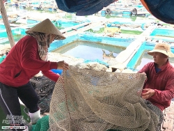 Nhốt cá vào lồng, hết cảnh treo niêu mà cả làng còn đổi đời