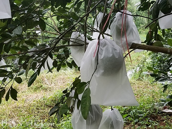 nuoi ga chan dai nhu sieu mau u70 xu lang thu 500 trieunam
