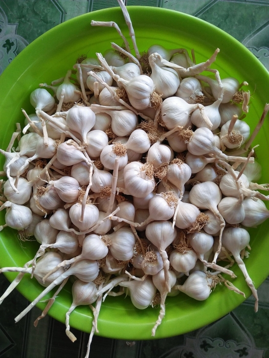 quang ngai co dac san gi noi tieng