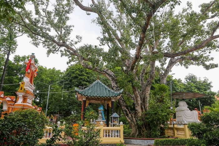 ngoi chua gan 300 tuoi trang tri hang nghin chiec dia o sai gon