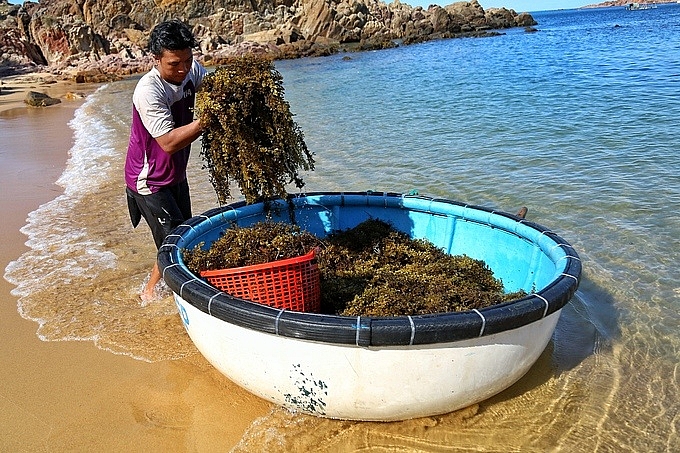 ve dep hoang so cua lang chai bai xep o quy nhon