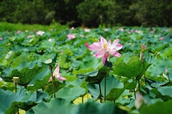 Sen nở rộ giữa rừng tràm lớn nhất An Giang