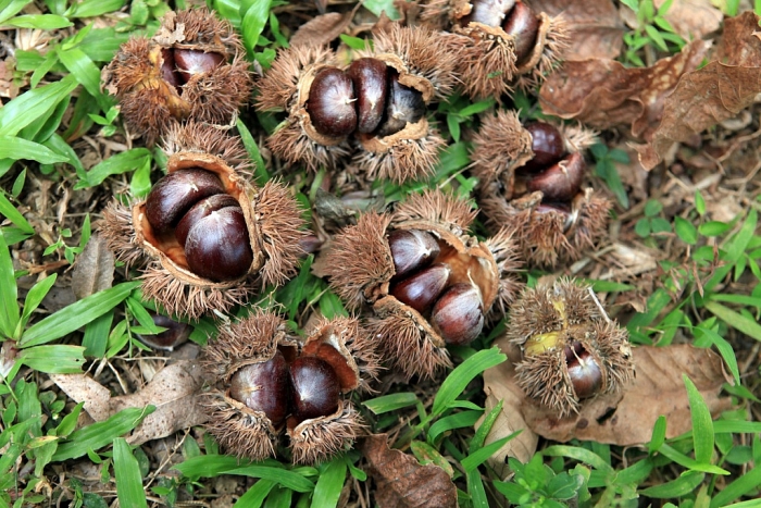 cao bang co nhung dac san gi khien du khach tam tac khen ngon