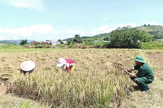 cay dai thu vung nga ba bien gioi
