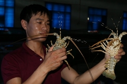 loc bien ve voi ngu dan mien trung