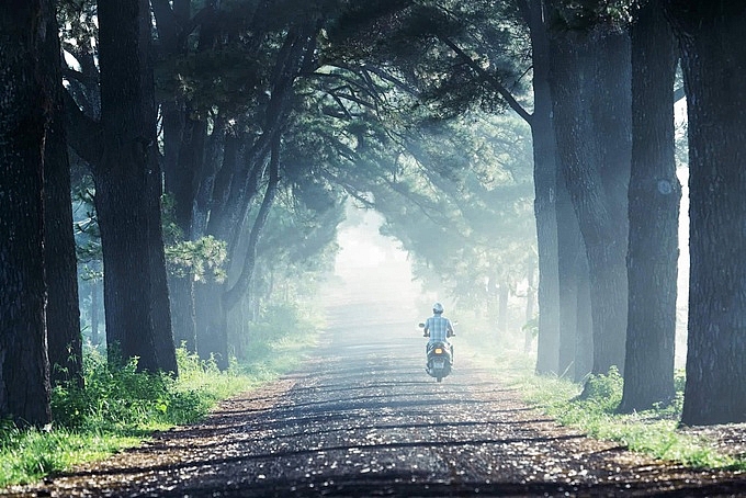 pho nui gia lai chim trong suong som