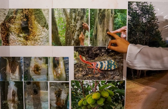 bao tang tram huong hon 200 ty dong o nha trang