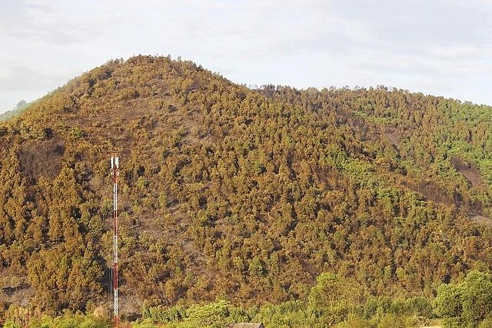 hinh anh hoang tan sau vu chay rung du doi o quang binh