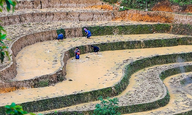 lac buoc giua mua cay tren canh dong ruong bac thang nhu tuyet tac