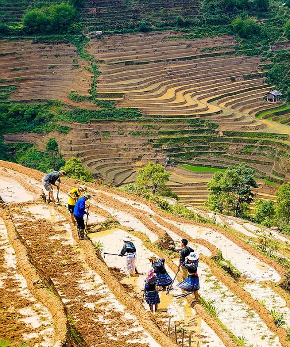 lac buoc giua mua cay tren canh dong ruong bac thang nhu tuyet tac