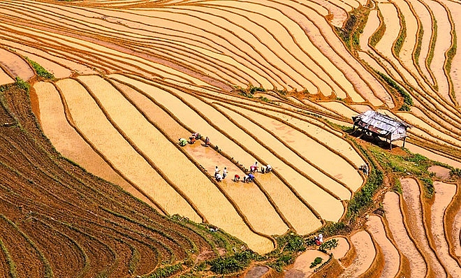 lac buoc giua mua cay tren canh dong ruong bac thang nhu tuyet tac