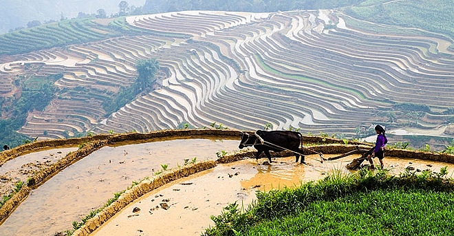 lac buoc giua mua cay tren canh dong ruong bac thang nhu tuyet tac