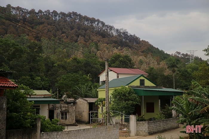 rung o nghi xuan hoang tan sau 3 ngay chim trong lua