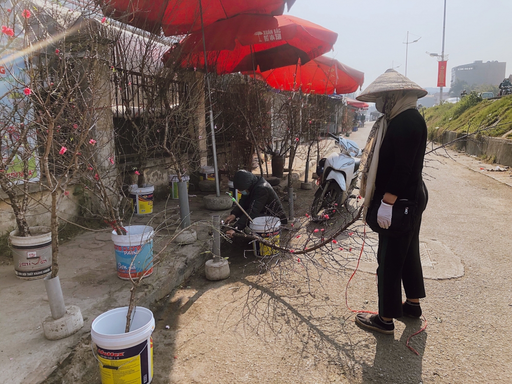 Cấm chơi đào rừng, giá đào vườn tăng gấp đôi