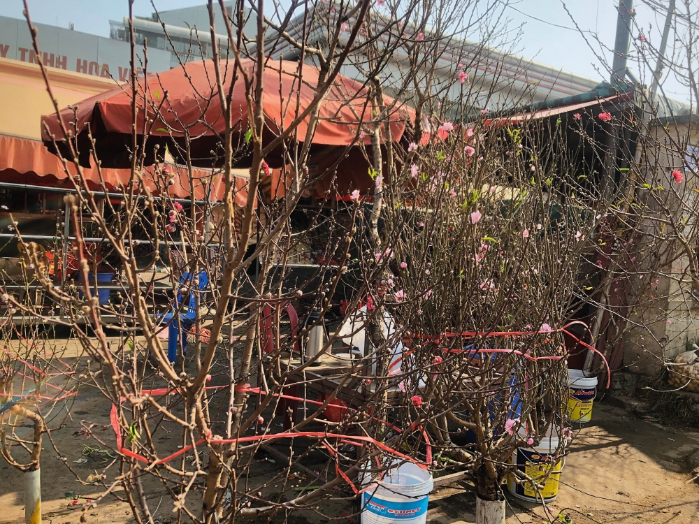 Cấm chơi đào rừng, giá đào vườn tăng gấp đôi