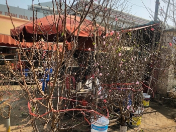 cam choi dao rung gia dao vuon dau thang chap tang gap doi