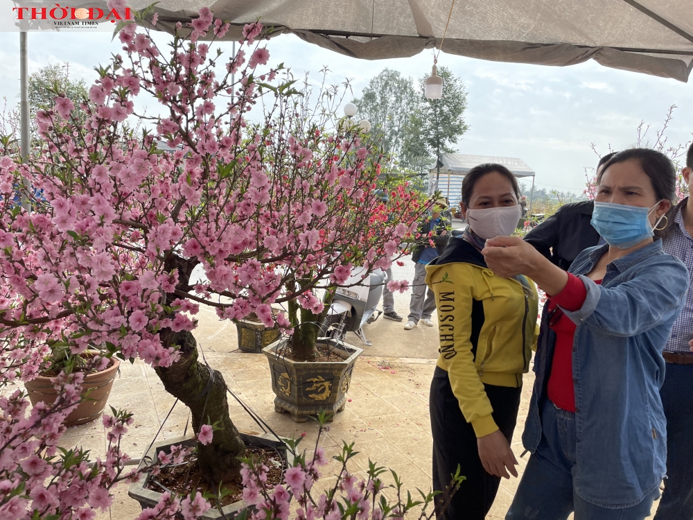 Kiếm trăm triệu đồng nhờ loại hoa đào rừng lai anh đào 