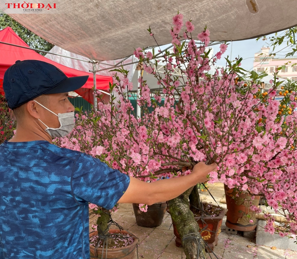 Kiếm trăm triệu đồng nhờ loại hoa đào rừng lai anh đào 