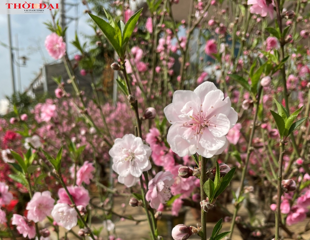 Kiếm trăm triệu đồng nhờ loại hoa đào rừng lai anh đào 