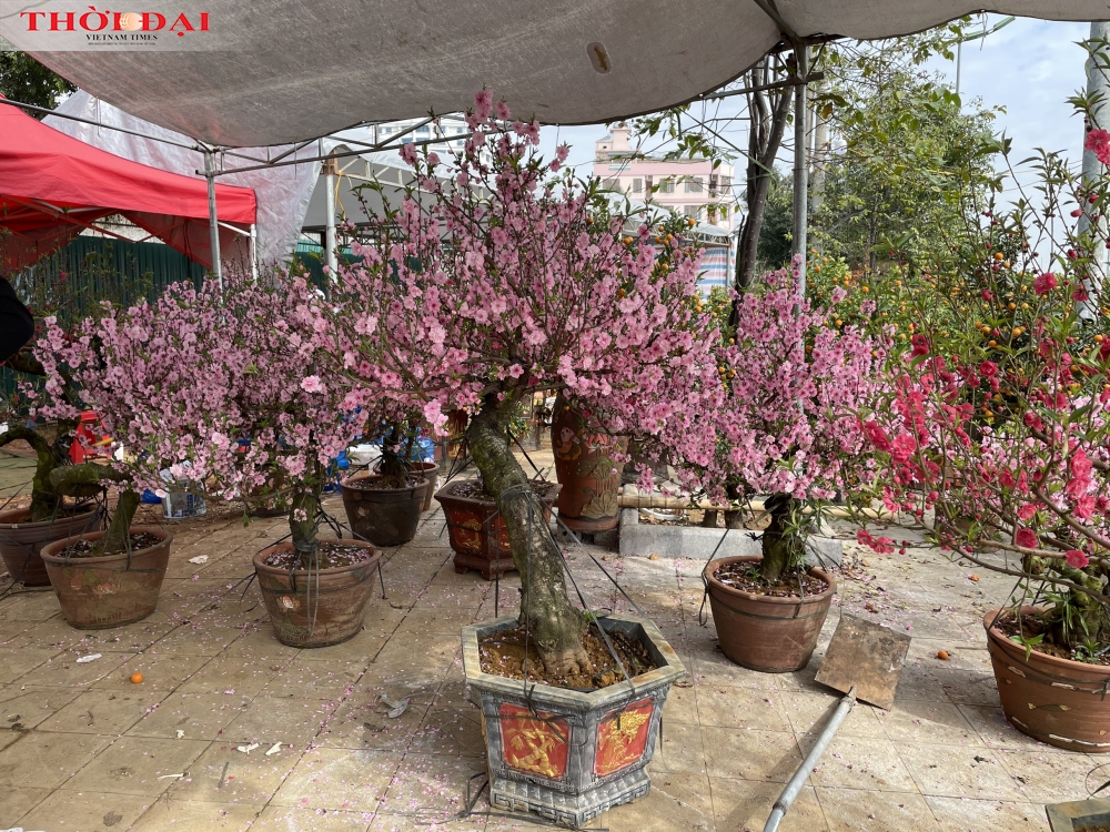 Kiếm trăm triệu đồng nhờ loại hoa đào rừng lai anh đào 